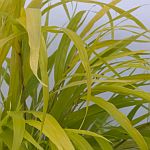 gras
