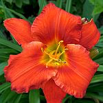 hemerocallis