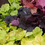 heuchera