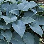 hosta