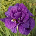 iris