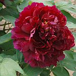paeonia