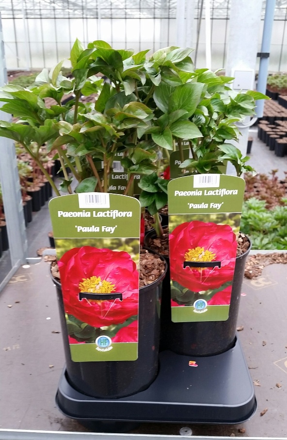 Paeonia Lactiflora 'Paula Fay' 2.5 L