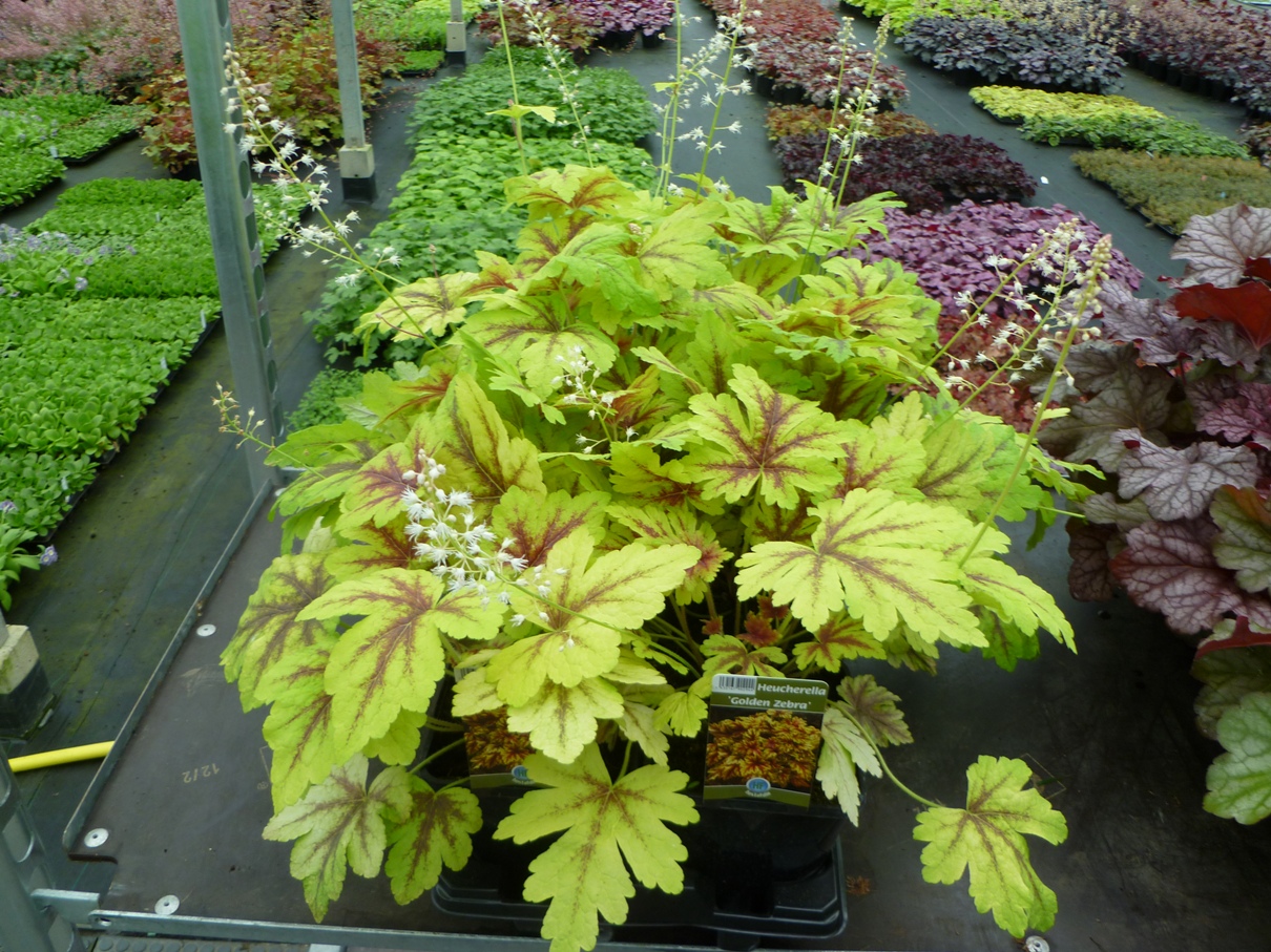 Heucherella 'Golden Zebra' 1.5 L